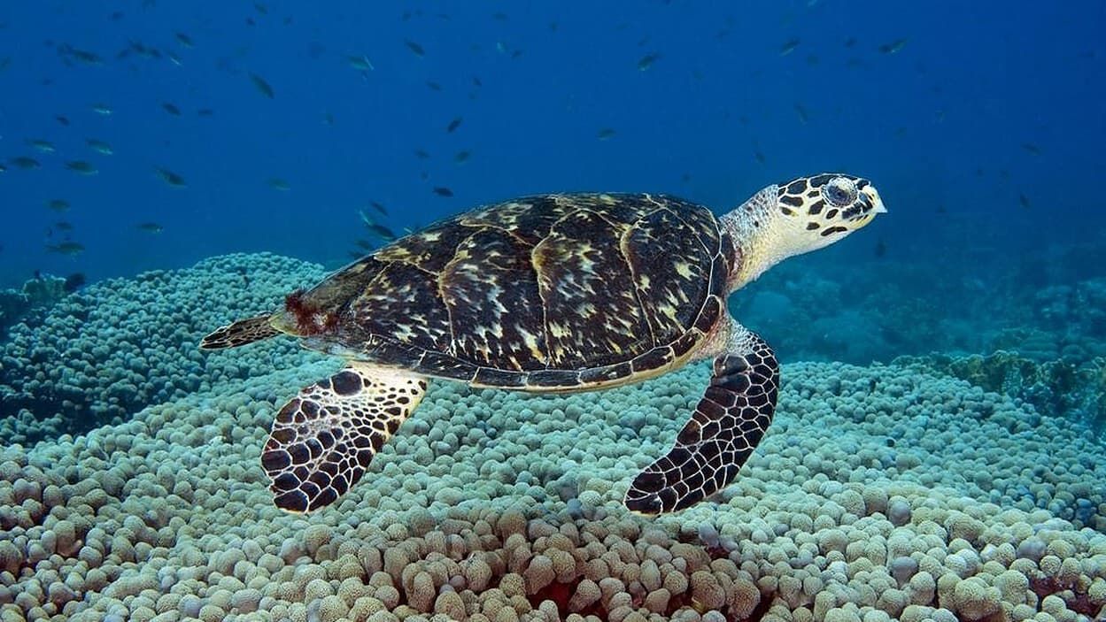 Sea Turtle Conservation